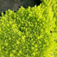 佛甲草四季常青地被植物耐寒耐热多年生黄金佛甲草方盘[1方盘]原盘原土